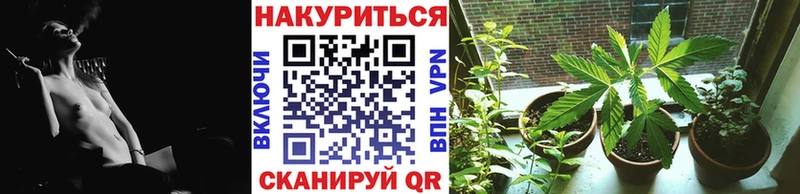Канабис сатива  купить  сайты  Гай 